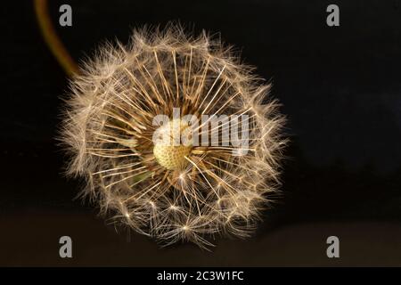 Dandelion with white umbrella on black background. Field flower at spring length of time Stock Photo