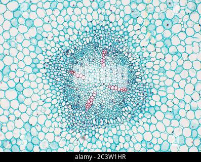 Vicia faba root cross section, microscope view Stock Photo - Alamy