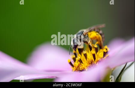 working honey bee collecting nectar from a flower Stock Photo