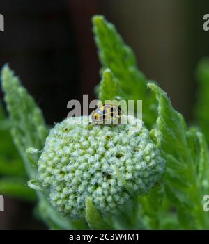 14-Spot Ladybird on flowerhead Stock Photo