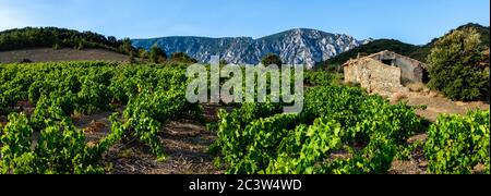 Small vineyard of Maury-Saint-Paul-de-Fenouillet on the foothills of the Pyrenees, protected by the Corbieres Mountain Range Stock Photo