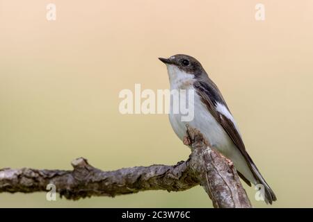 A male European pied flycatcher (Ficedula hypoleuca) hunts small insects to feed its young in north Wales, United Kingdom Stock Photo