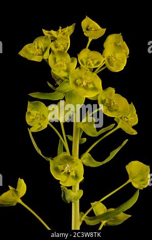 Leafy Spurge (Euphorbia virgata). Inflorescence Closeup Stock Photo