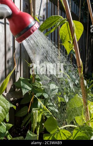 Watering runner beans Stock Photo