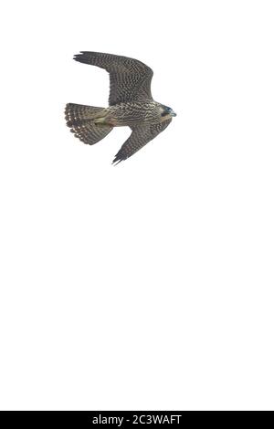 Peregrine Falcon (Falco peregrinus) Stock Photo