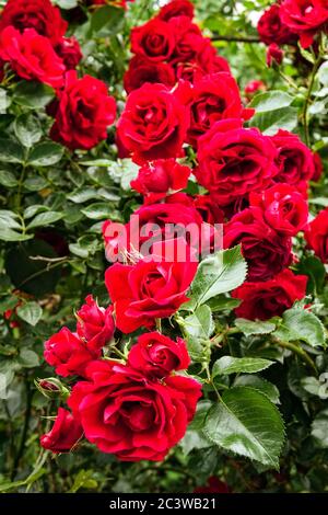 Red rose climbing shrub Stock Photo