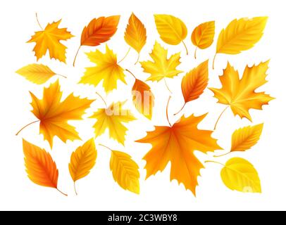 Set of realistic autumn yellow, red, orange leaves isolated on a white background. Vector illustration Stock Vector