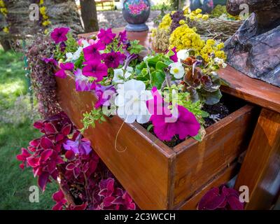 Flower bed from an old chest of drawers Stock Photo
