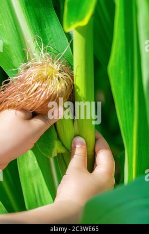 Close up of cob of corn growing in garden in hands of little child in summer Stock Photo