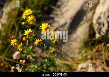 Beautiful yellow flowers on Mount Bjelasnica from the Asteraceae family. On the mountain Bjelasnica, Bosnia and Herzegovina. Stock Photo