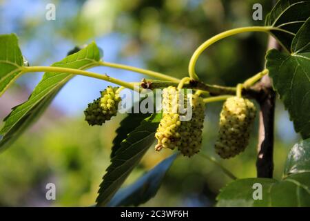 Close up of an immature white mulberry in the sun. Morus alba as white mulberry. Beja, Portugal. Stock Photo