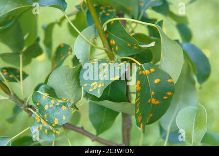 The red spots on the leaves of the pear in color and shape resembling rust are signs of the fungal disease Gymnosporangium sabinae Stock Photo