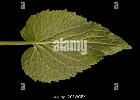Spiked Rampion (Phyteuma spicatum). Leaf Closeup Stock Photo