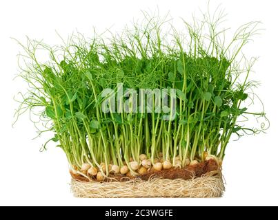 Micro green sprouts of peas isolated on white Stock Photo