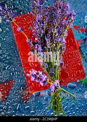 Lavender flowers on red mid ground and blue background with water drops, droplets, close-up natural beauty plant portrait Stock Photo