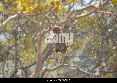 Cute baby monkey lives in a natural forest of india. Stock Photo