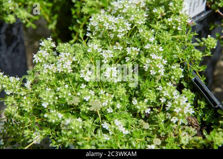 Thyme (Thymus serphyllum  “Snowdrift” ) medicinal herb, East Yorkshire, England, UK, GB. Stock Photo