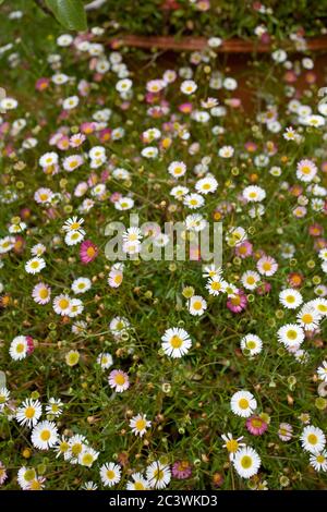 Mexican fleabane, Erigeron Karvinskianus Stock Photo