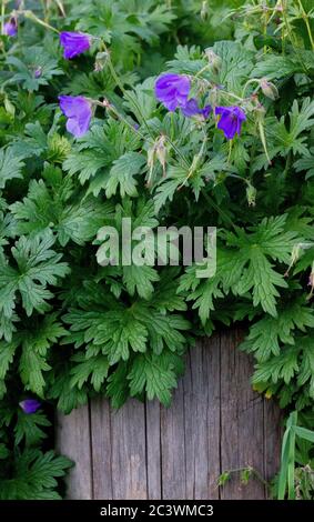 old wooden background with a plants, place for text Stock Photo