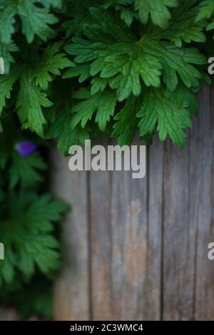 old wooden background with a plants, place for text Stock Photo