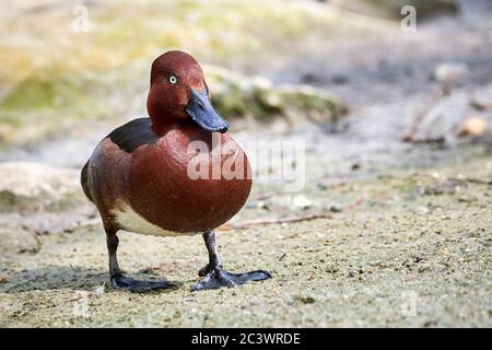 Ferruginous duck male in natural habitat (Aythya nyroca) Stock Photo