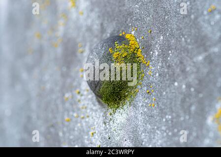 Macro shot of the metal surface of a pillar bridge with protruding rivet and moss covered on it, selective focus. Stock Photo