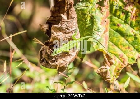 A full size green anole lizard hanging from a decaying leaf looking to catch some insects nearby on a bright sunny warm day Stock Photo