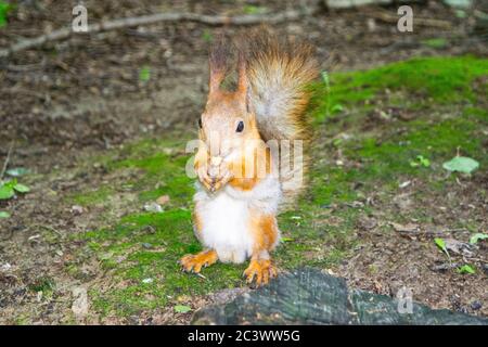 A young red squirrel looks for fallen nuts in the forest Stock Photo