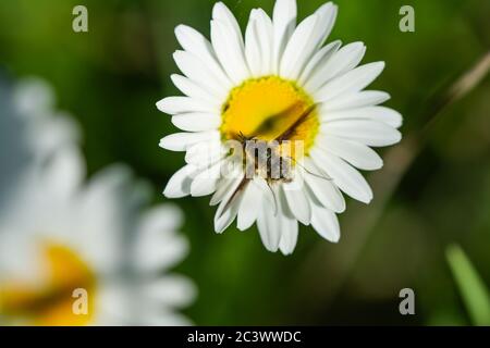 Bee Fly Feeding on Ox Eye Daisy Stock Photo