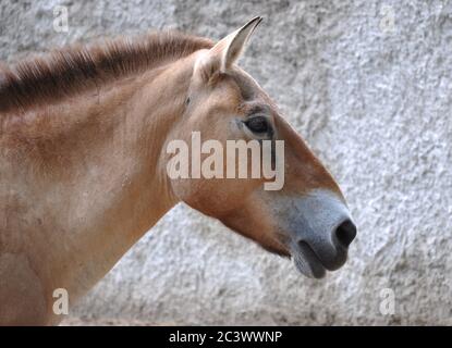 Przewalski's horse. Portrait. Close-up on a gray wall background Stock Photo