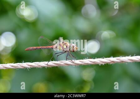 Dragonfly sits on a rope in the summer against the backdrop of greenery. Stock Photo