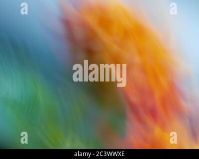 Textured abstract background of an unrecognizable flower cluster in motion Stock Photo
