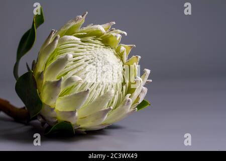 Extreme close-up white king protea flower on gray background, selective focus Stock Photo