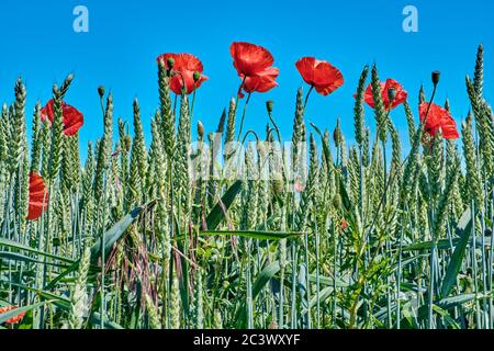 Ears of green ripening rye with flowering poppy Stock Photo - Alamy