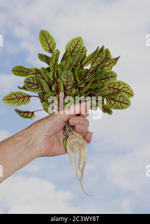 Rumex sanguineus, commonly known as bloody dock or red veined dock Stock Photo