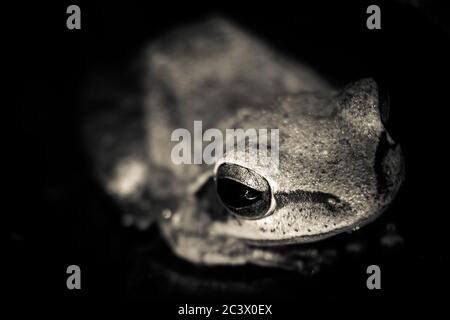 Very close photo of the leucomystax Polypedate frog with eye focused. Image of Common tree frog, four-lined tree frog, silver tree frog on white backg Stock Photo