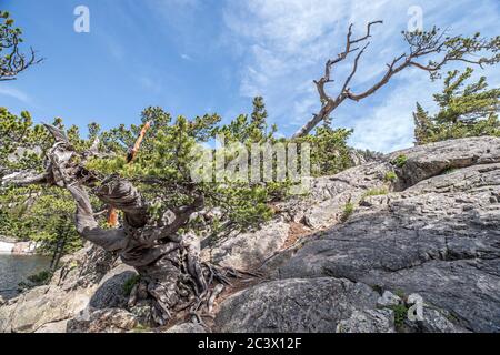 Wind-twisted Bristlecone Pine Growing in Granite in Rocky Mountain National Park, Colorado Stock Photo