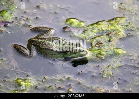 Frog sits in water on a pond covered with mud. Summer wildlife Stock Photo