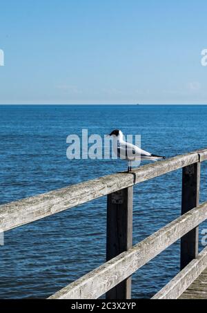 seagull sitting on handrail of a pier Stock Photo
