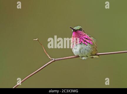 Wine-throated Hummingbird (Atthis ellioti selasphoroides) adult male perched on twig   La Tigra NP, Honduras      February 2016 Stock Photo