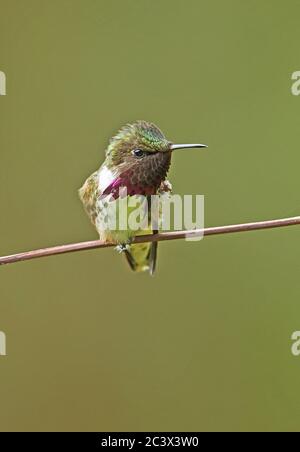 Wine-throated Hummingbird (Atthis ellioti selasphoroides) adult male perched on twig   La Tigra NP, Honduras      February 2016 Stock Photo