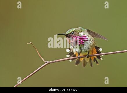 Wine-throated Hummingbird (Atthis ellioti selasphoroides) adult male perched on twig stretching  La Tigra NP, Honduras      February 2016 Stock Photo