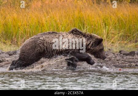 Grizzly bear chasing a salmon along the banks of Lake Chilco, BC, Canada Stock Photo