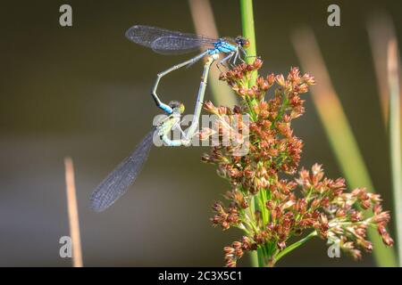 Dülmen, Germany. 22nd June, 2020. Two blue damselflies (Zygoptera) mate, forming a heart shaped wheel near a pond. Damselflies, similar to dragonflies, show elaborate courting behaviour and sometimes form a heart or other shape when mating. Credit: Imageplotter/Alamy Live News Stock Photo