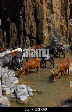 Longhorn african cattle drinking water from the river, Afar region, Ethiopia Stock Photo