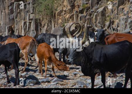 Longhorn african cattle drinking water from the river, Afar region, Ethiopia Stock Photo