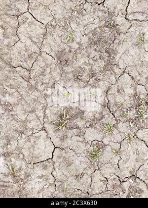 Dry cracked earth, with small plants and grass close-up, top view. Textured surface. Large and small cracks. Drought. Stock Photo