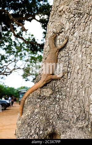 Brown iguana climbing a tree in Yala Natural park Sri Lanka. Safari jeep excursion to explore the wildlife in the natural environment. Exotic creature Stock Photo