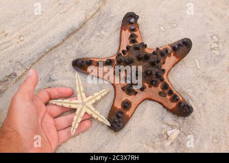 Comparing two sea stars species on tropical sandy beach. Hand holding white starfish on sand background Stock Photo