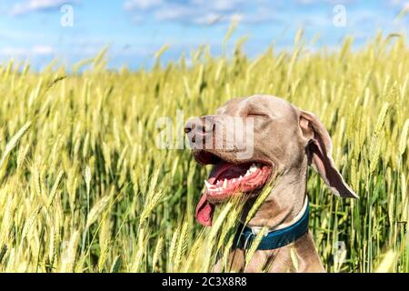 Weimaraner in a green field. The head of a hunting dog. Happy dog. Close-up view of a hound. Sunny day. Stock Photo